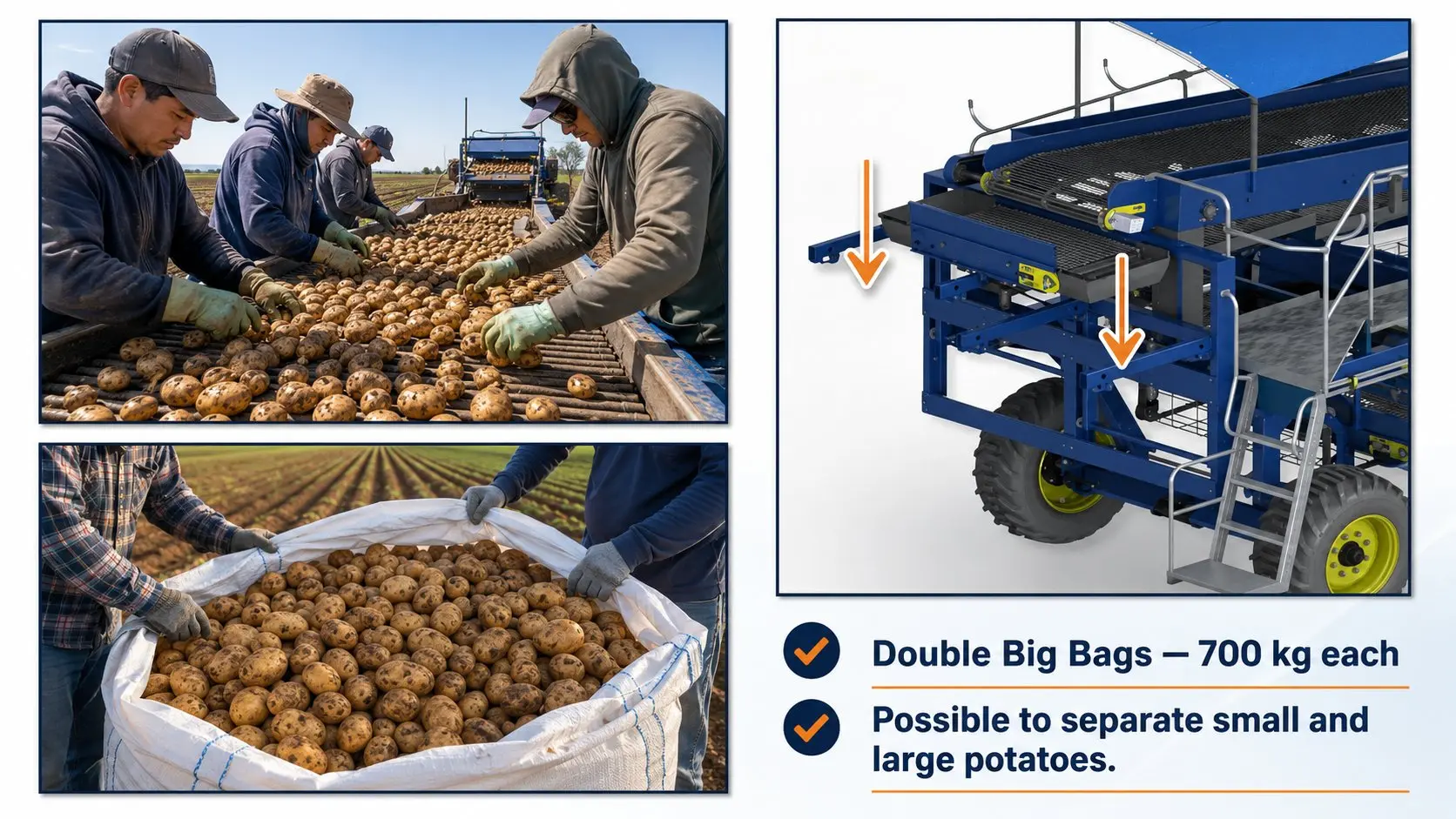 Potato Harvest Overview 1